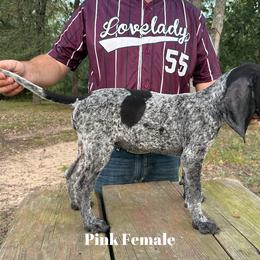 Bluetick Coonhound Puppies from RE Hounds