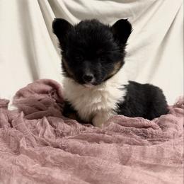Joy - Black and tan female Pembroke Welsh Corgi puppy in Bloomfield, Iowa from Beebe’s Corgis