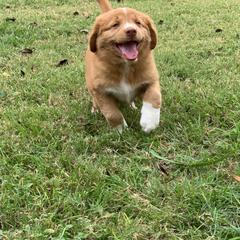 Nova Scotia Duck Tolling Retriever Puppies from Riverside Tollers