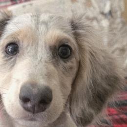 Dachshunds and Miniature Pinschers from Ohana Doxies