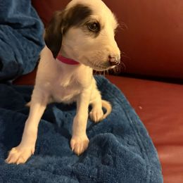 Bright Pink GIrl - Black and silver female Saluki puppy in Los Angeles, California from Srinagar Salukis
