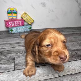 Marble - Dapple male Dachshund puppy in Miami, Florida from Maitime Dachshund