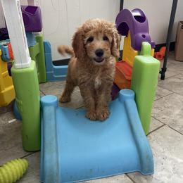 Pepsi - Apricot male Goldendoodle puppy in Sugarcreek, Ohio from True Hearted Doodles