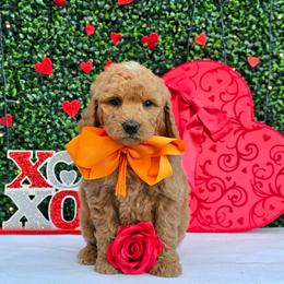 Rosie's Orange Boy - male Goldendoodle puppy in Kountze, Texas from Texas Doodles LLC