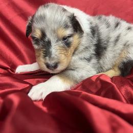 Moxie - Blue merle female Collie puppy in Groveland, Florida from Palmhaven Collies