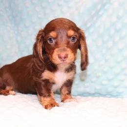 Claire 3000 - Chocolate and tan female Dachshund puppy in Coldwater, Mississippi from Mississippi Shorties Miniature Dachshunds