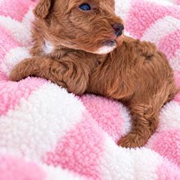Mercedes - Red  female Poodle puppy in Naples, Florida from Paradise Paws