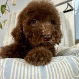 Tramp - Red phantom male Aussiedoodle puppy in Denton, Maryland from Royal Conron Doodles