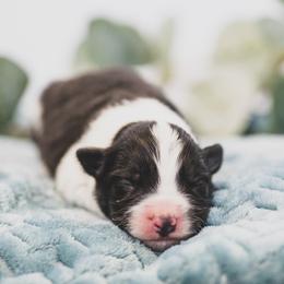 Boy 1 - Border Collie puppy in Templeton, California from Skyward Farms
