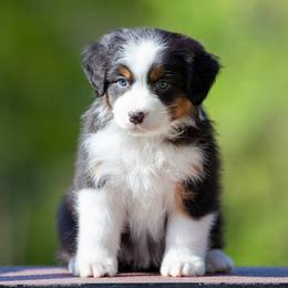 Australian Shepherd and Golden Retriever Puppies from Shadomoon