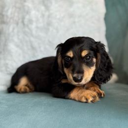 Sonic AKC 3500 - Black and cream male Dachshund puppy in Krum, Texas from Tired Chef Dachshunds