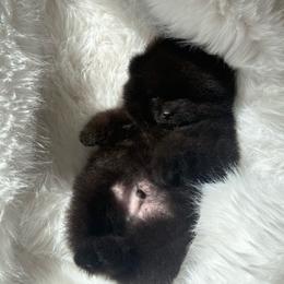 Little Huckleberry - Black male Pomeranian puppy in Sacramento, California from Carousel Poodles & Pomeranians