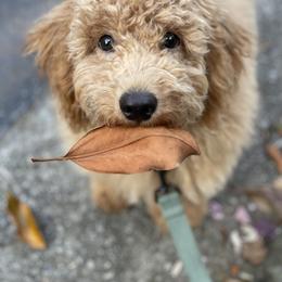 Cockapoo Puppies from Bright and Beautiful Cockapoos and Doodles