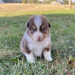 Coral - Red tri female Miniature Australian Shepherd puppy in California, Kentucky from Sonlight Ridge Aussies