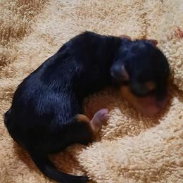 Boy 1 - Black and tan male Yorkshire Terrier puppy in Old Fort, North Carolina from Tiffany’s Colorful Yorkies