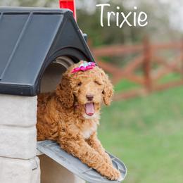Trixie - Red  female Poodle puppy in Williamsburg, Ohio from Iaroli’s  Small Standard Poodles