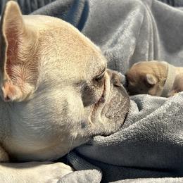 French Bulldog puppies from Nala’s Nest
