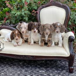 Dachshund and Golden Retriever Puppies from Charmm Dachshunds