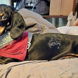 Cole - Dachshund