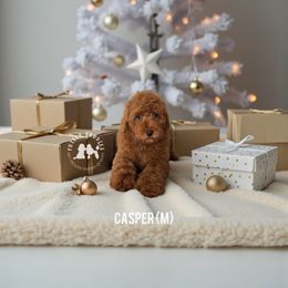 Casper - Red  male Poodle puppy in Queen Creek, Arizona from Poised Poodles