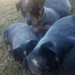 Australian Cattle Dog Puppies from LoveAHeeler