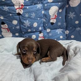 Murphy - Chocolate and tan male Dachshund puppy in Lyles, Tennessee from Knox Ridge Dachshunds