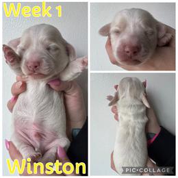 Tyson - Cream male Dachshund puppy in Michigan from M.H.P Dachshunds