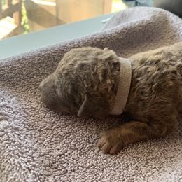 No. 2 - Sadie - Brown female Chesapeake Bay Retriever puppy in Yellville, Arkansas from Two Rivers Chesapeakes