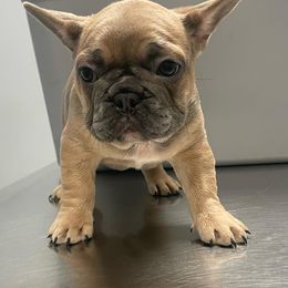 French Bulldogs from Bulliesbybrendo