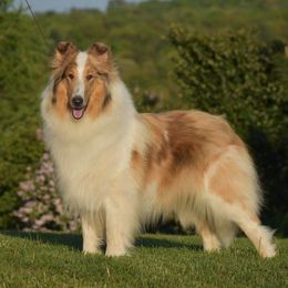 Sophie - Collie