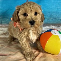 Orange Collar - male Cavapoochon puppy in Waterford, California from Windy Hill Doodles
