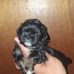 Boy 2 - Black and tan male Shih Tzu puppy in Birmingham, Alabama from K&D kennels
