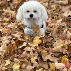 Bologneses from Bolognese Babes