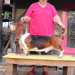 Walter - Basset Hound