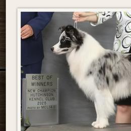 Border Collies and Papillons from Royal T Kennel