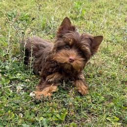 Brandy - Yorkshire Terrier
