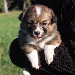 Maple (Fluffy) - Sable and white female American Corgi puppy in Fayetteville, Arkansas from Intergalactic Corgis