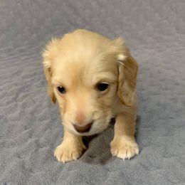 Boy 2 - Cream male Dachshund puppy in Vinton, Iowa from Lerch Family Dachshunds
