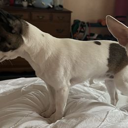 Chihuahuas from Little Beauties