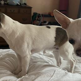 Chihuahuas from Little Beauties