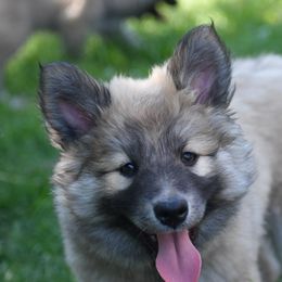 Aelin - female Nenets Herding Laika puppy in Manns Choice, Pennsylvania from Mystic Winds Kennel