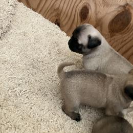 Girl3 - Fawn female Pug puppy in Brooksville, Florida from Windsorsprings