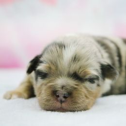 Miniature Australian Shepherd Puppies from True Spirited Aussies