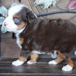 Boy 2 - male Miniature Australian Shepherd puppy in Lawton, Oklahoma from Lindsey’s Aussies