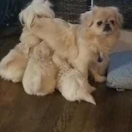 Mia - Pekingese