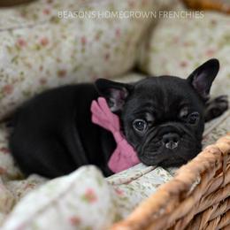 French Bulldog Puppies from Beason’s HomeGrown Frenchies