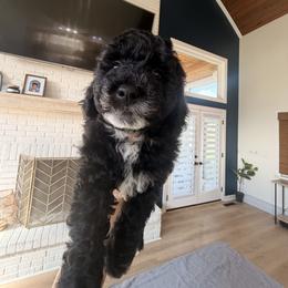 Wine - Black and white male Sheepadoodle puppy in North Royalton, Ohio from Johnson's Doodles
