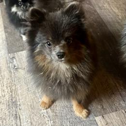 Caspian - Pomeranian