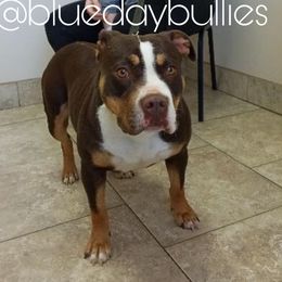 Nestlé - American Bully
