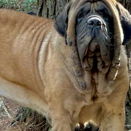 BRIDA - Mastiff